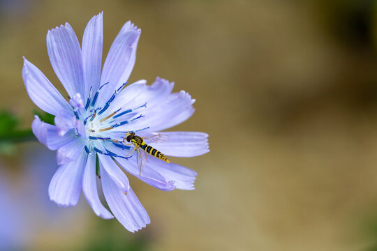 syrphid in a blue flower