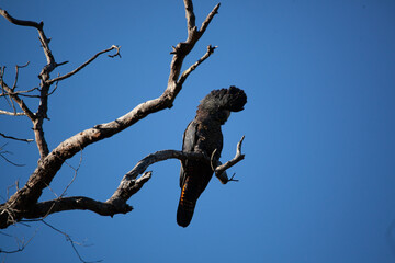 Black Cockatoo Red Tailed Black Cockatoo