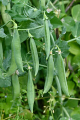 Fototapeta premium closeup the bunch ripe green peas with pods and plant growing in the farm over out of focus green brown background.