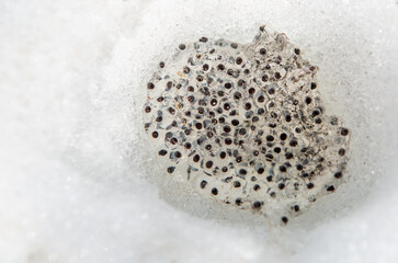 frog eggs in the snow