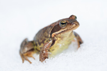 frog in the snow laying eggs