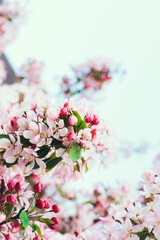 Branches of pink flowers of blooming apple tree in spring on a Sunny day. Springtime flowers and spring nature beauty. Vertical card. Selective focus.