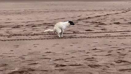 Stray dog pooping in the beach