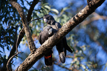 Black Cockatoo Red Tailed Black Cockatoo