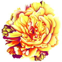 illustration of dahlia flower