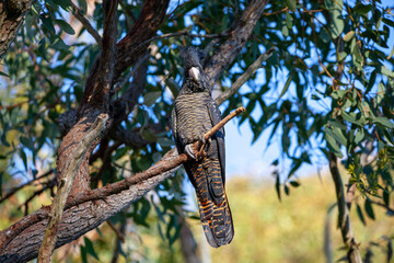 Black Cockatoo Red Tailed Black Cockatoo