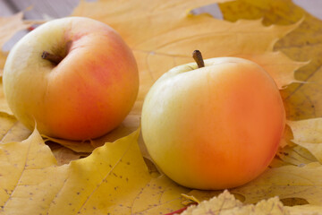 Apples on autumn leaves