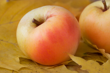 Apples on autumn leaves