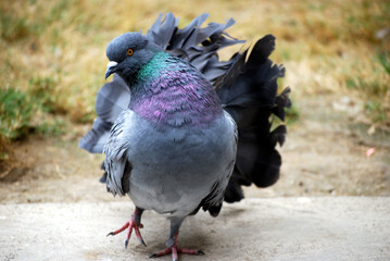 pigeon on the ground