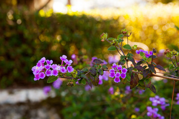 Purple Trailing Lantana in bloom with green background in sunny afternoon