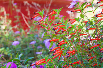 Cuphea ignea, also known as cigar flower, firecracker plant, or Mexican cigar
