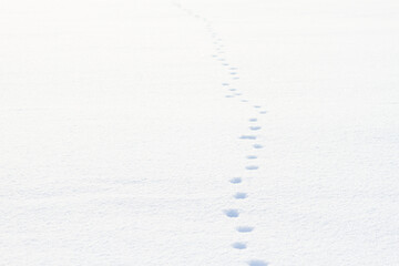 Footprints on snow