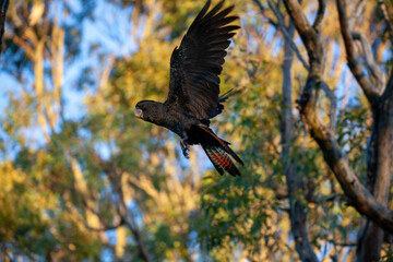 Black Cockatoo Red Tailed Black Cockatoo