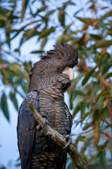 Black Cockatoo Red Tailed Black Cockatoo
