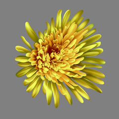 yellow chrysanthemum flowers