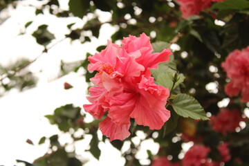fotografía de flor de color rosa y hojas verdes  