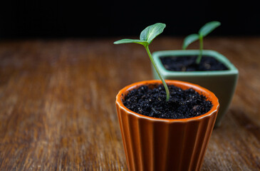 Green sprout in a pot