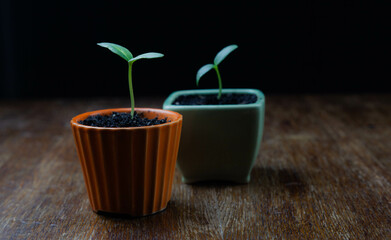 Green sprout in a pot