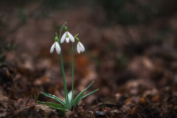 White snowdrops (Galanthus nivalis) close-up on blurry background with copy space. In the forest snowdrops are in bloom in the spring.