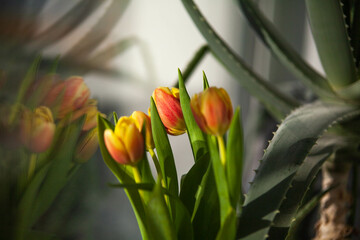 Bouquet of tulips and reflection in glass
