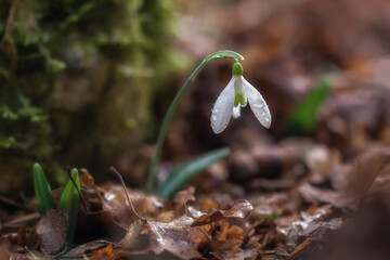 White snowdrops (Galanthus nivalis) close-up on blurry background with copy space. In the forest snowdrops are in bloom in the spring.