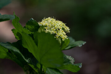 Smyrnium olusatrum, common name Alexanders, is an edible cultivated flowering plant of the family Apiaceae. It is also known as alisanders, horse parsley, black lovage 
