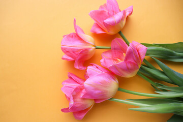 greeting card layout. bouquet of pink tulips on a yellow background and space for text