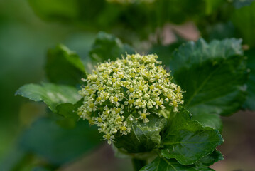 Smyrnium olusatrum, common name Alexanders, is an edible cultivated flowering plant of the family...