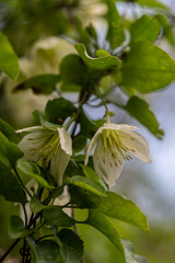 Delicate light yellow flower of Clematis cirrhosa vine which grows wild climbing trees in Israel. Other names  Early Virgin's Bower,  Traveller's Joy, Jingle Bells, Wisely Cream
