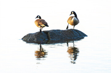 Two Canada Geese on Rock Outcrop - North Cove