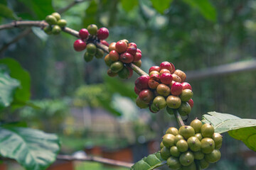 Coffee beans, fruit ripen on a tree, fresh coffee, fresh red berry, cherry branch, Arabica, Robusta, kopi farm and plantations industry agriculture on tree are ready to be harvested from the plants
