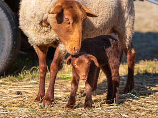 little Coburg fox sheep with mom