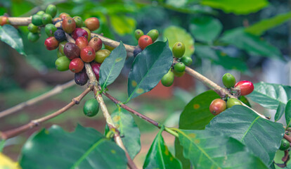Coffee beans, fruit ripen on a tree, fresh coffee, fresh red berry, cherry branch, Arabica, Robusta, kopi farm and plantations industry agriculture on tree are ready to be harvested from the plants