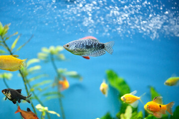 Colorful exotic fish swimming in deep blue water aquarium with green tropical plants