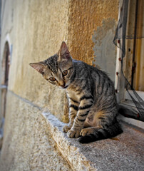 Straßenkatze in Kroatien