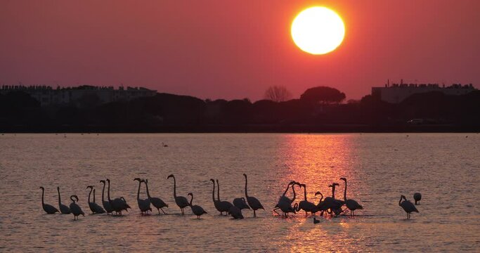Pink flamingos during the courtship at le Grau du Roi, in the Camargue, France