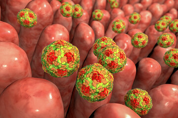 Hepatitis A viruses infecting intestine