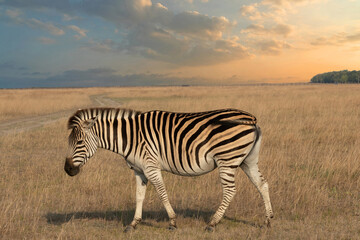 Fototapeta na wymiar Zebra animal in African sunset landscape