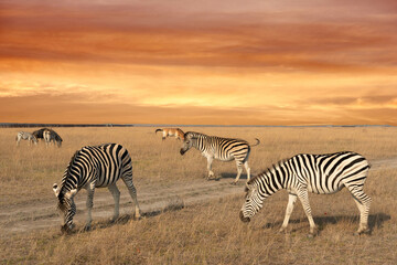 Fototapeta na wymiar Zebra animals in savannah sunset landscape, Africa