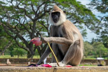 Monkey with lotus flower, Sri Lanka