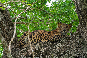 Leopard animal laying on the tree in jungle, Yala National Park, Sri Lanka