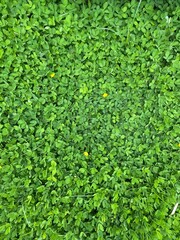 Obraz premium green background