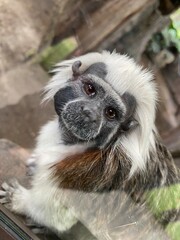 close up of a lemur