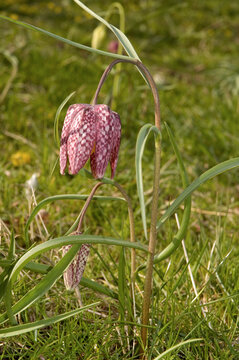 Snakeshead Fritillary