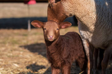 Coburg fox sheep lamb in spring © Himmelreich Photo