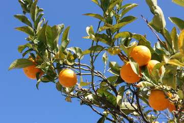 Row of ripe juicy orange