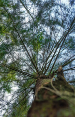 A low angle shot of a tree in the sunlight in the forest. Tree in blue sky taken from low angle.