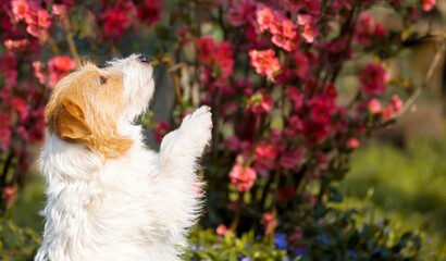 Happy cute fluffy pet dog puppy begging near flowers. Spring forward, easter, springtime or summer background. Dog trick.