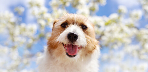 Happy cute pet dog puppy smiling, panting. Flowers and sky in the background. Springtime, spring forward, easter banner.