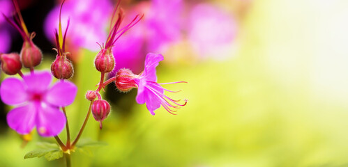 Pink blooming purple geranium flowers on green background. Spring forward, springtime, summer floral banner.
